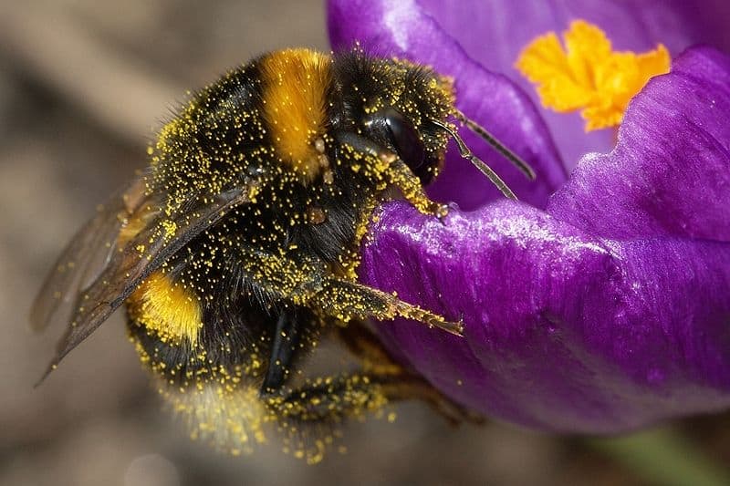 Slow Motion Footage of a Bumble Bee Pollinating Flowers