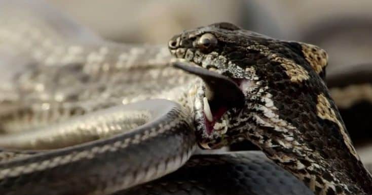 The Iguana vs Snakes Scene From Last Night’s Planet Earth II Was Extraordinary