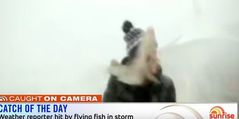 Reporter Gets Hit in the Head with Flying Fish During Weather Report