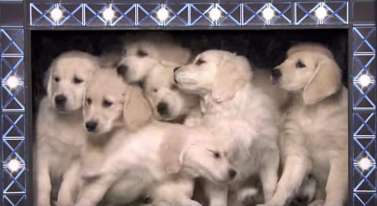 Jimmy Fallon Uses Cute Puppies To Predict Winner Of Super Bowl LI