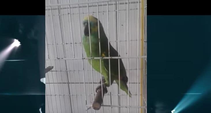 Eminem’s “The Monster” but with a Parrot Instead of Rihanna