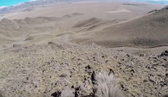 POV Video of An Eagle Hunting a Fox is Incredible