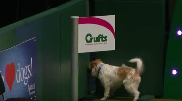 Jack Russell&#8217;s Crazy Obstacle Course Performance at the Crufts Dog Show is a Must See