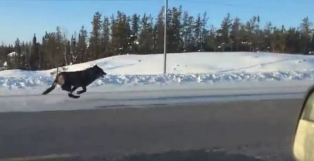 Woman Films Two Huge Wolves Racing Her Car at 30 MPH