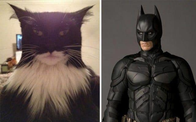 Animals Who Look Like Famous Fictional Characters