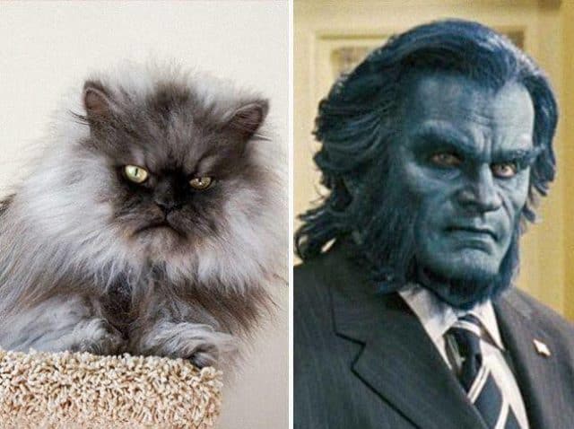 Animals Who Look Like Famous Fictional Characters