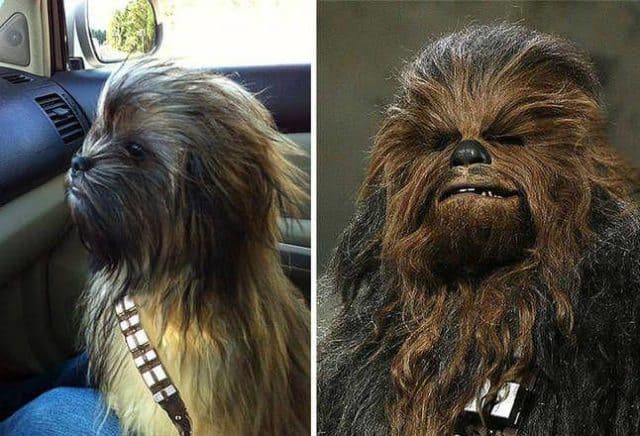 Animals Who Look Like Famous Fictional Characters