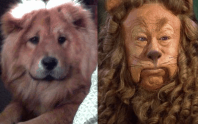 Animals Who Look Like Famous Fictional Characters