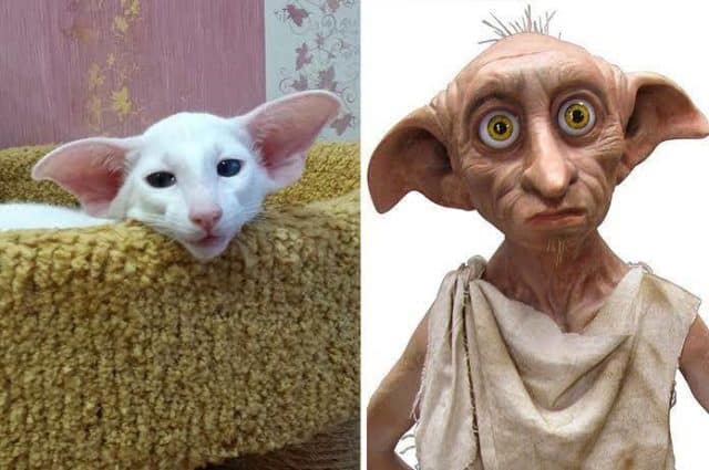 Animals Who Look Like Famous Fictional Characters