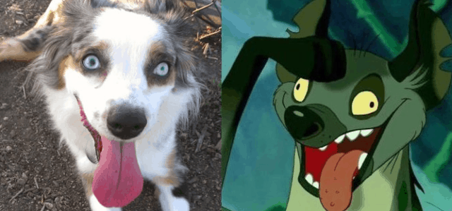 Animals Who Look Like Famous Fictional Characters