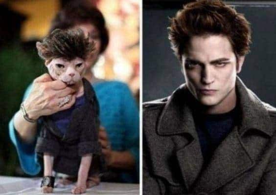 Animals Who Look Like Famous Fictional Characters