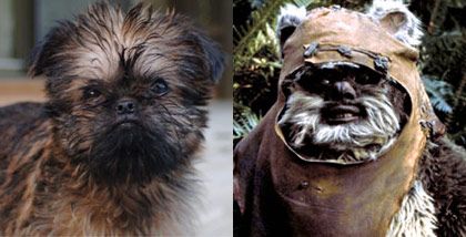 Animals Who Look Like Famous Fictional Characters