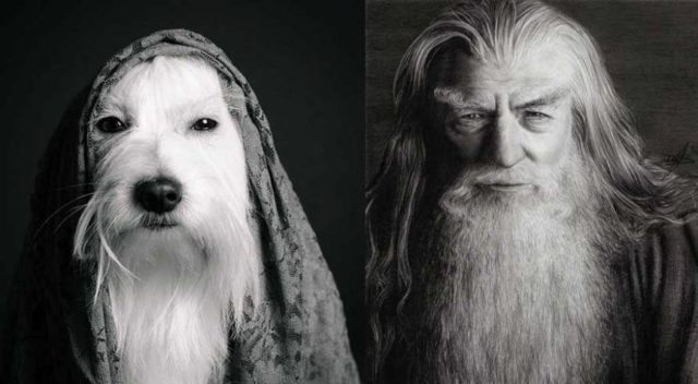 Animals Who Look Like Famous Fictional Characters