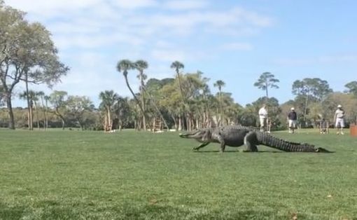 Another Massive Alligator is Seen Taking a Stroll on a Golf Course