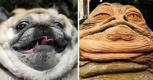 Animals Who Look Like Famous Fictional Characters