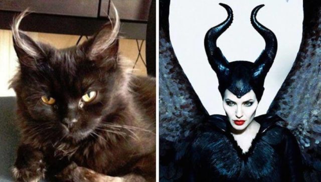 Animals Who Look Like Famous Fictional Characters