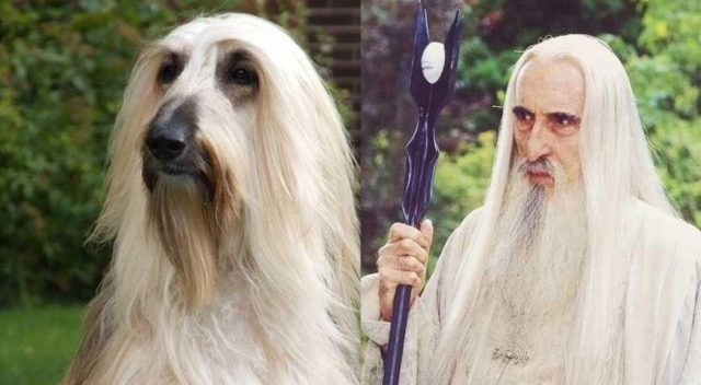 Animals Who Look Like Famous Fictional Characters