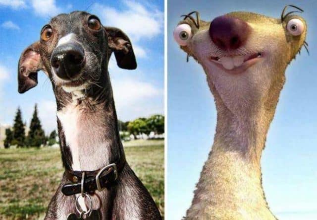 Animals Who Look Like Famous Fictional Characters