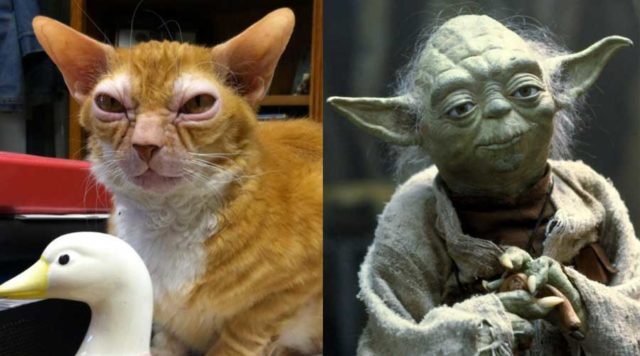 Animals Who Look Like Famous Fictional Characters