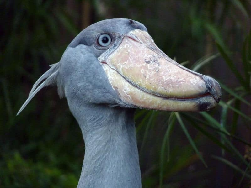 People Are Calling this Shoebill Stork a Real Life Pokemon