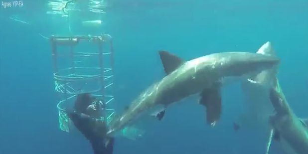 Great White Shark vs. An Even Greater White Shark