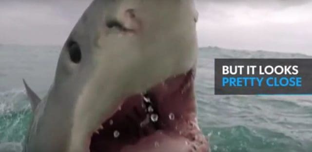 Great White Jumps Out of the Water, Jaws Open and Tries to Take a Bite Out of Cameraman