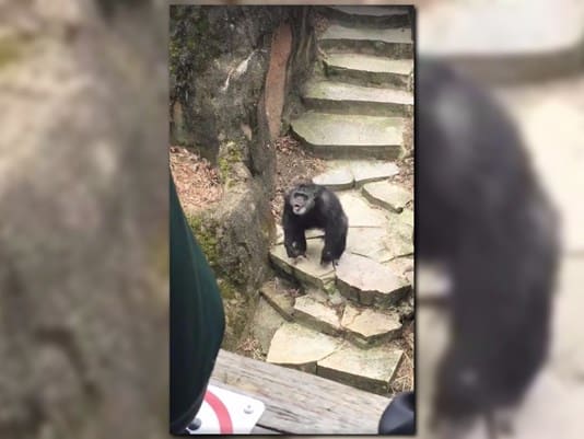 Chimpanzee Poop Incident Gives Pause To Visit the John Ball Zoo in Michigan