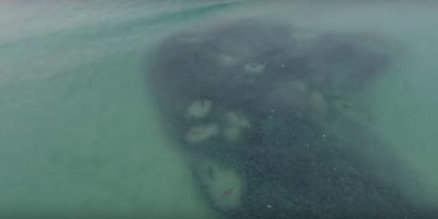 Drone Footage Shows Alarmingly Large Number of Sharks Just Inches Off The Beach