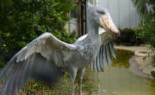 are shoebill storks real