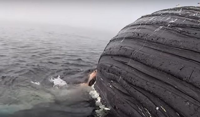 Pregnant Great White Shark Tries to Eat an Entire Humpback Whale