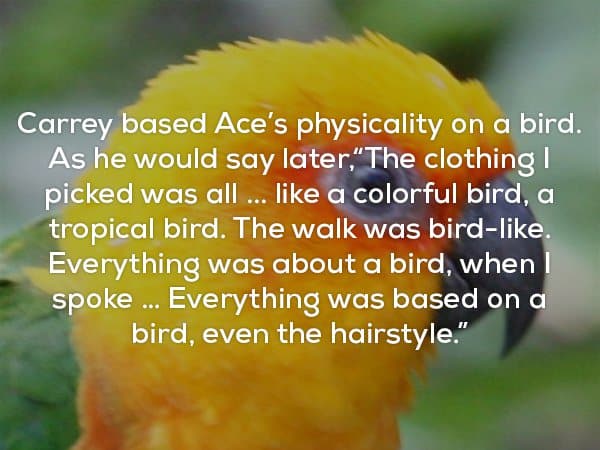 25 Fun Facts About Ace Ventura: Pet Detective