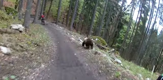 Scary Footage Captures A Bear Charging Mountain Bikers