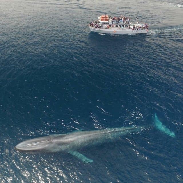 A Blue Whale Next to a 75 Foot Boat Because this is Ridiculous