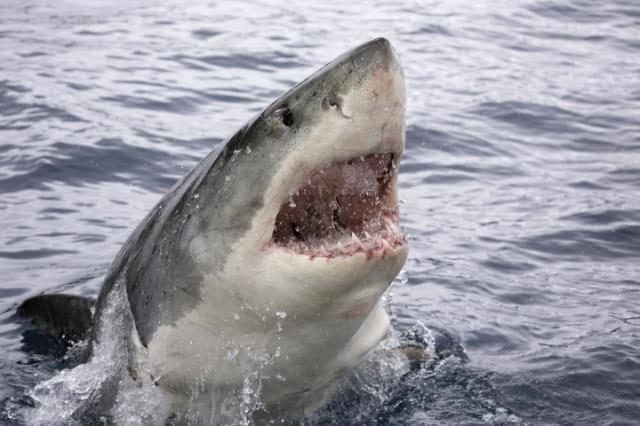 Great White Shark Sighting In California Cements Home I&#8217;m Not Swimming in the Ocean Anymore