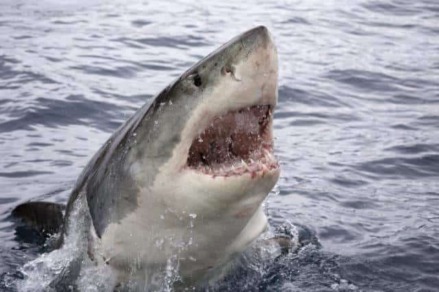 Great White Shark Sighting In California Cements Home I’m Not Swimming in the Ocean Anymore