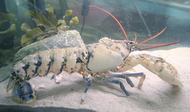 Fisherman Catches Rare 1-In-100-Million Albino Lobster