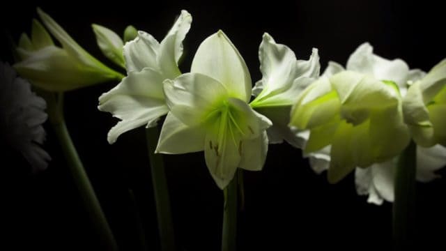 Time-Lapse Video of Blooming Flowers That Took Over 3 Years to Make