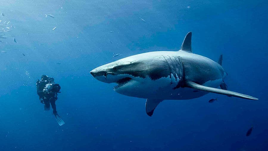 Is 47 Meters Down the Best Shark Film Since Jaws?