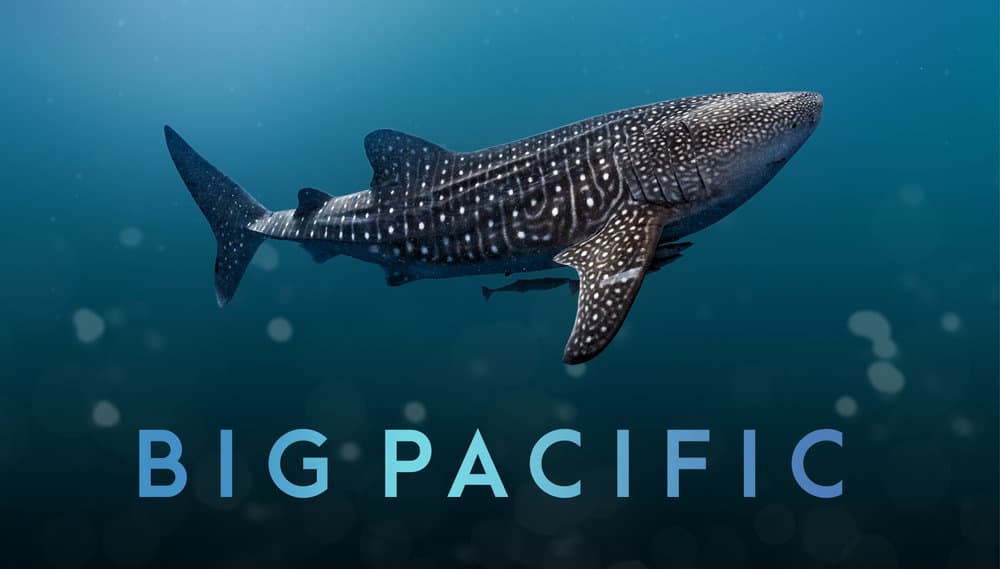 Five Things You Should Know About the New Series Big Pacific