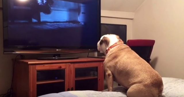 Bulldog Watching a Horror Movie Gives Incredible Reaction During Scary Scene