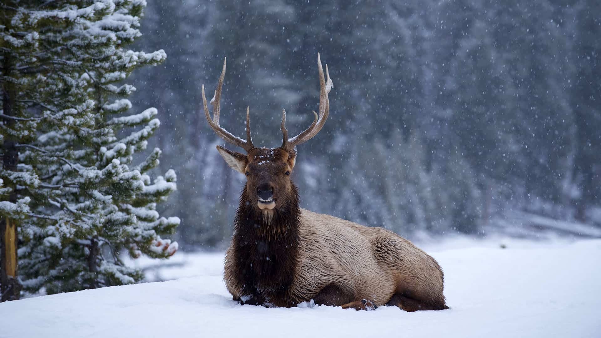 Five Reasons You Should Watch Great Yellowstone Thaw