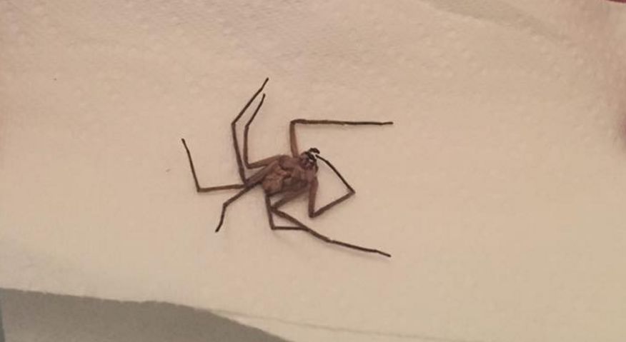 Michigan Mother Finds One of the Largest Spiders in the World in Son’s Bedroom