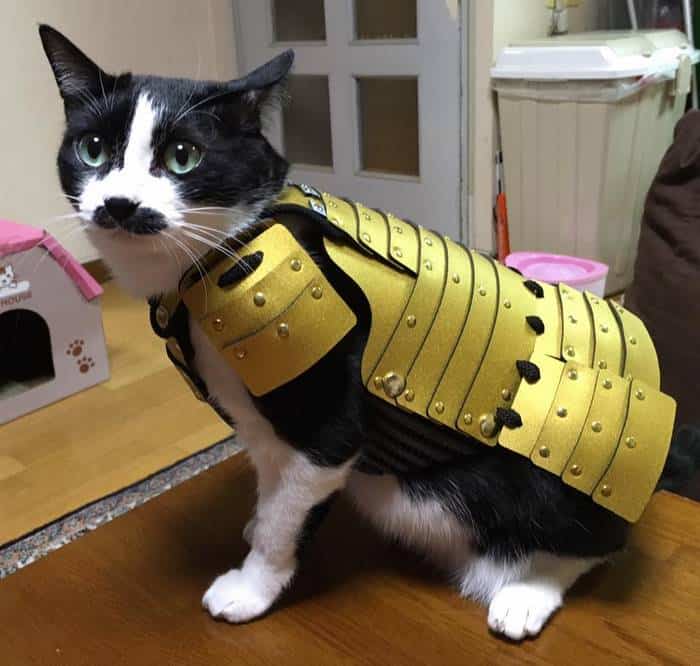 Japanese Company Makes Samurai Armor For Cats And Dogs - samurai armor roblox