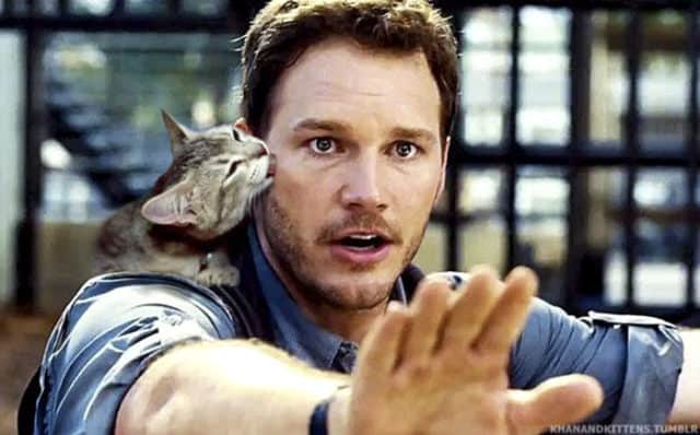 Replacing All Of The Dinosaurs In Jurassic Park With Cats