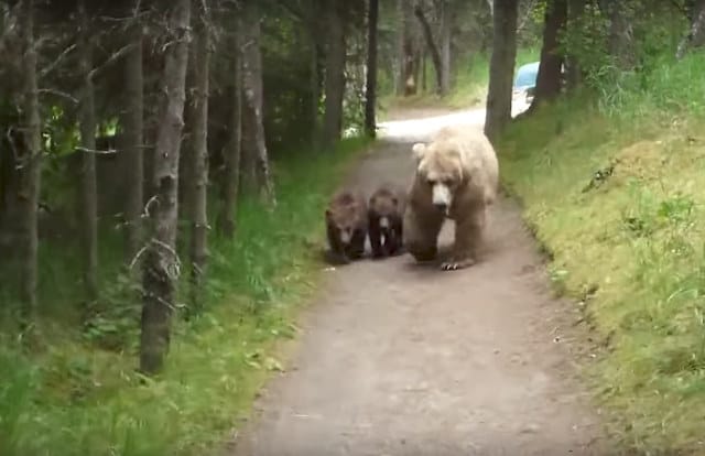 Guy Narrates Himself Walking Backwards Away From A Grizzly Bear And Her Cubs