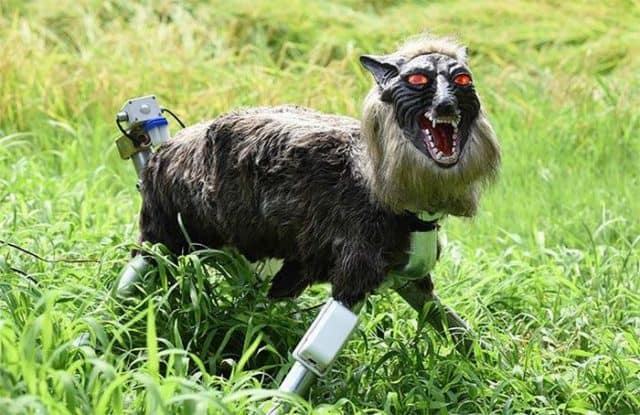 This is The Wolf Robot That Protects Farmer&#8217;s Crops