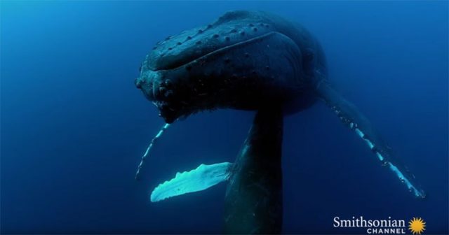 The Fascinating World of Humpback Whale Nursing: A Deep Dive