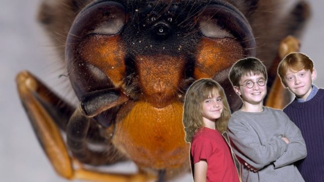 Scientist Names Wasp After Famous Harry Potter Villain