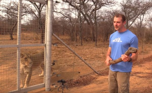 Watch This Insane Video of a Lion Playing Fetch Like a Dog