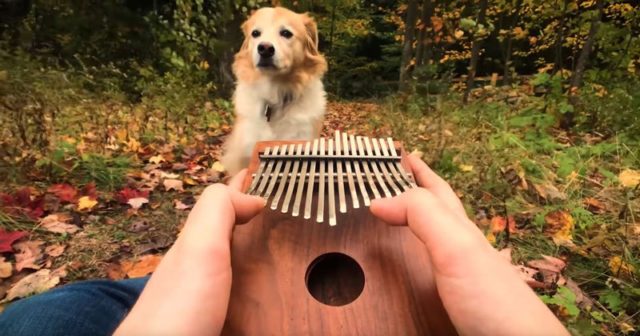 Elvis Presley’s “Can’t Help Falling In Love” on a Kalimba Sounds Kind of Awesome